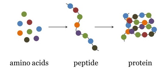 what are peptides