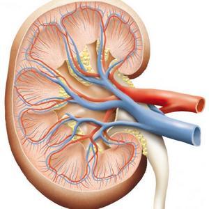 blog steroids and kidney